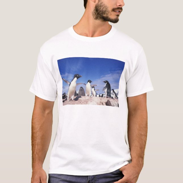 Antarctica, Adelie Penguin Pygoscelis T-Shirt (Front)