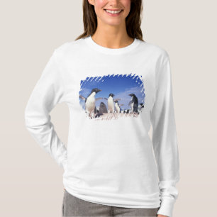 Antarctica, Adelie Penguin Pygoscelis T-Shirt