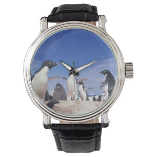 Antarctica, Adelie Penguin Pygoscelis Watch