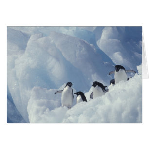 Antarctica. Adelie penguins