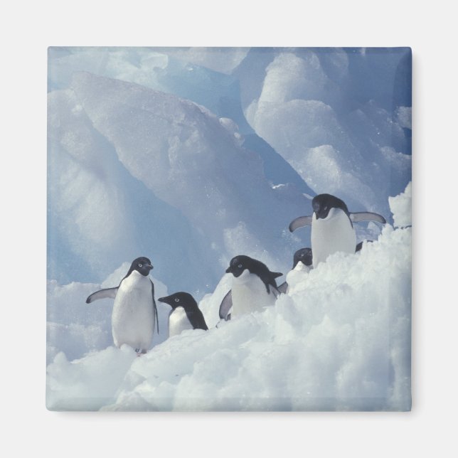 Antarctica. Adelie penguins Magnet (Front)