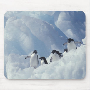 Antarctica. Adelie penguins Mouse Pad