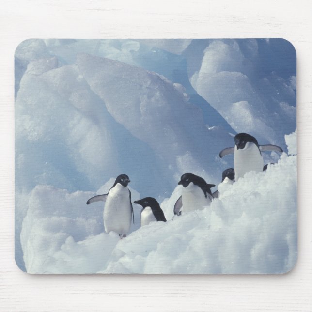 Antarctica. Adelie penguins Mouse Pad (Front)