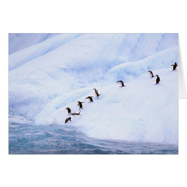 Antarctica, Antarctic Peninsula. Chinstrap (Front Horizontal)