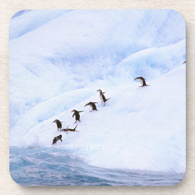 Antarctica, Antarctic Peninsula. Chinstrap Coaster (Front)