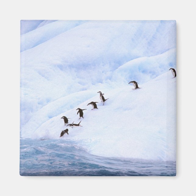 Antarctica, Antarctic Peninsula. Chinstrap Magnet (Front)