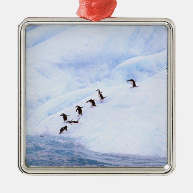 Antarctica, Antarctic Peninsula. Chinstrap Metal Tree Decoration (Front)