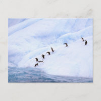 Antarctica, Antarctic Peninsula. Chinstrap