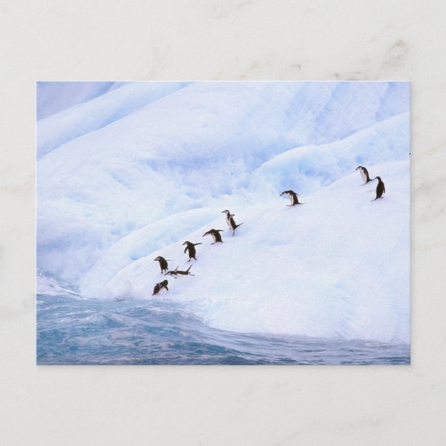 Antarctica, Antarctic Peninsula. Chinstrap Postcard (Front)