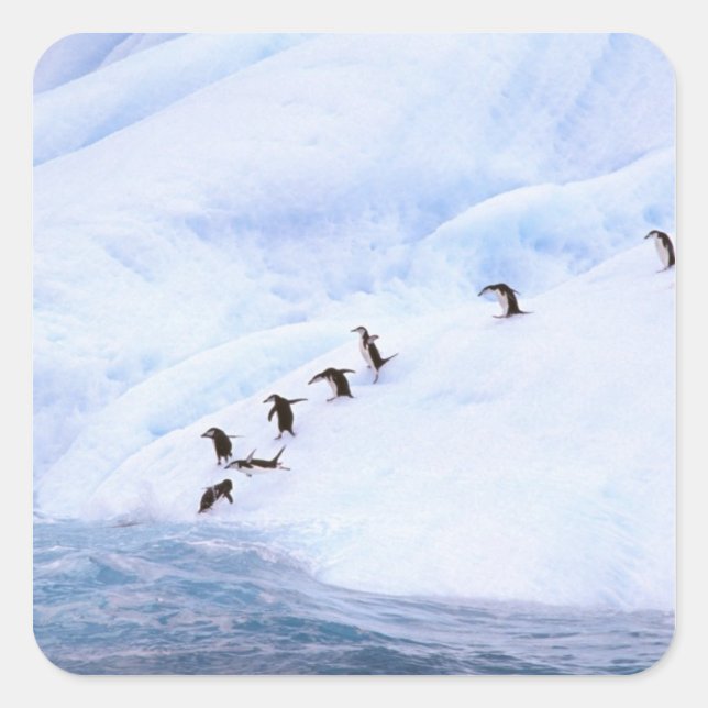 Antarctica, Antarctic Peninsula. Chinstrap Square Sticker (Front)