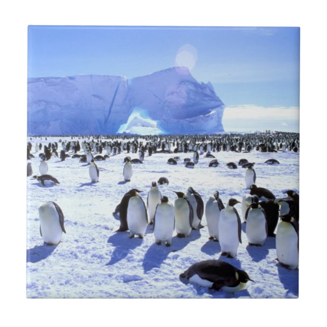 Antarctica, Antarctic Peninsula, Weddell Sea 5 Ceramic Tile (Front)