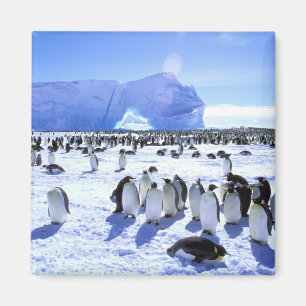 Antarctica, Antarctic Peninsula, Weddell Sea, 5 Magnet