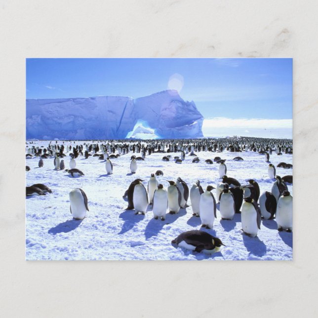 Antarctica, Antarctic Peninsula, Weddell Sea, 5 Postcard (Front)