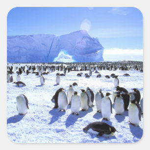 Antarctica, Antarctic Peninsula, Weddell Sea, 5 Square Sticker