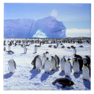 Antarctica, Antarctic Peninsula, Weddell Sea, 5 Tile