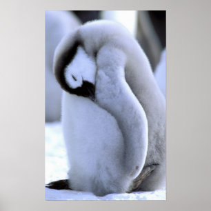 Antarctica, Antarctic Peninsula, Weddell Sea, Poster