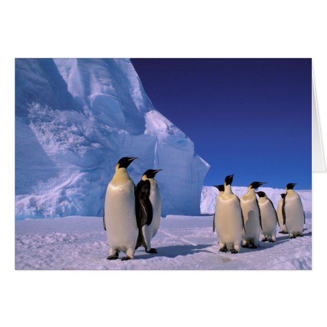Antarctica, Australian Antarctic Territory, 7 (Front Horizontal)