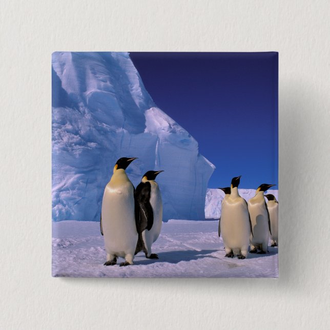 Antarctica, Australian Antarctic Territory, 7 15 Cm Square Badge (Front)
