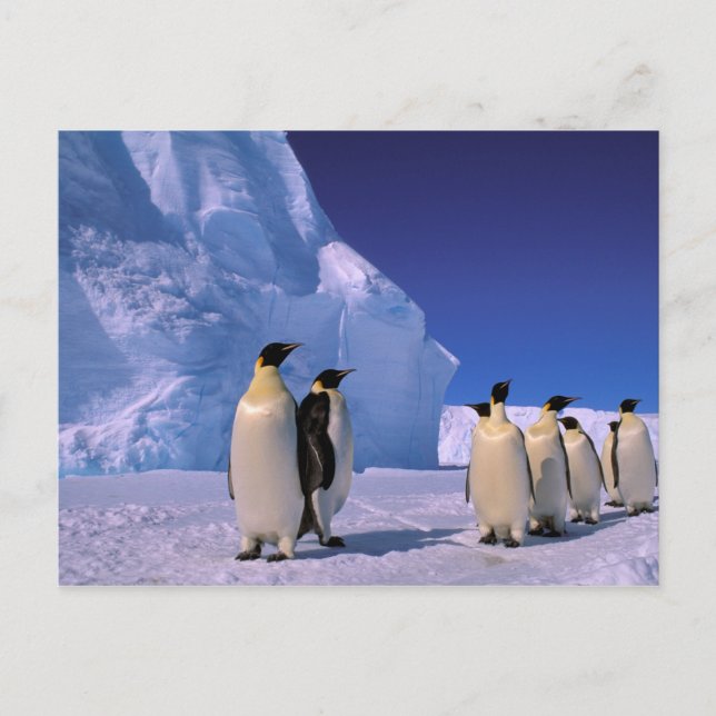 Antarctica, Australian Antarctic Territory, 7 Postcard (Front)