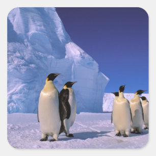 Antarctica, Australian Antarctic Territory, 7 Square Sticker