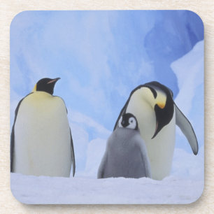 Antarctica. Emperor penguins and chick Coaster