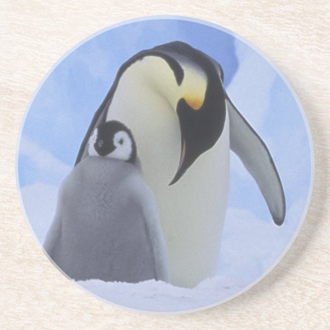 Antarctica. Emperor penguins and chick Coaster (Front)