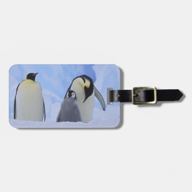 Antarctica. Emperor penguins and chick Luggage Tag (Front Horizontal)