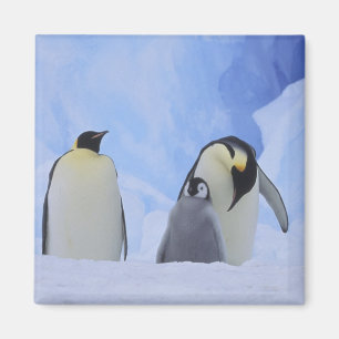 Antarctica. Emperor penguins and chick Magnet
