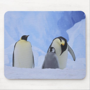 Antarctica. Emperor penguins and chick Mouse Pad
