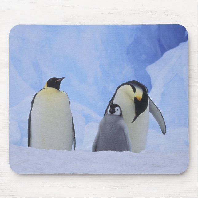 Antarctica. Emperor penguins and chick Mouse Pad (Front)