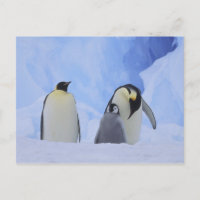 Antarctica. Emperor penguins and chick