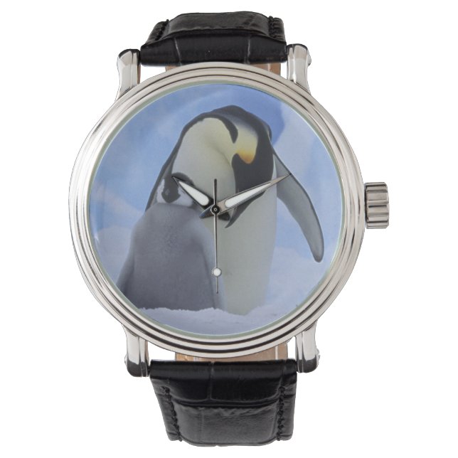 Antarctica. Emperor penguins and chick Watch (Front)