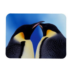Antarctica, Emperor Penguins Magnet