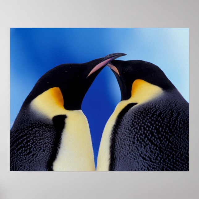Antarctica, Emperor Penguins Poster (Front)