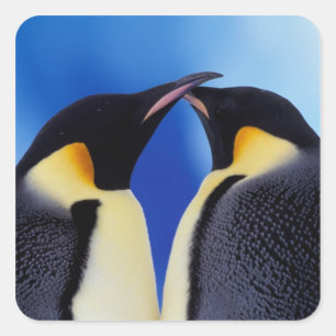 Antarctica, Emperor Penguins Square Sticker