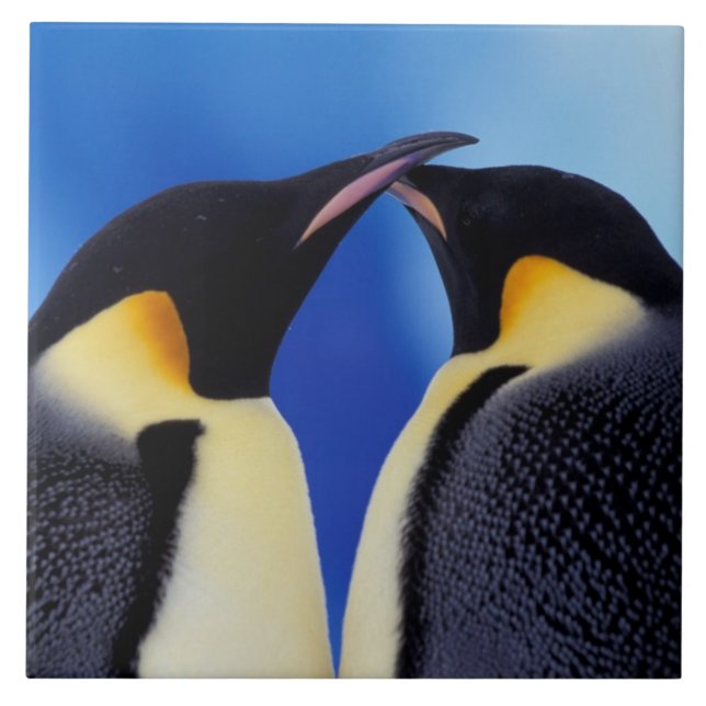 Antarctica, Emperor Penguins Tile (Front)