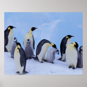 Antarctica, Emporer Penguin ((Aptenodytes Poster