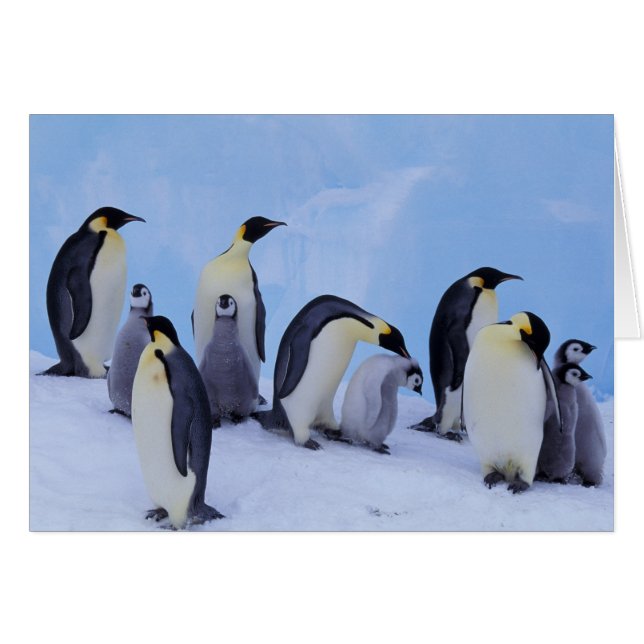 Antarctica, Emporer Penguins (Front Horizontal)
