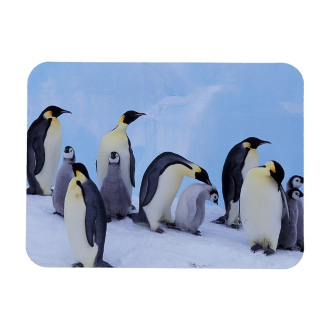 Antarctica, Emporer Penguins Magnet (Horizontal)