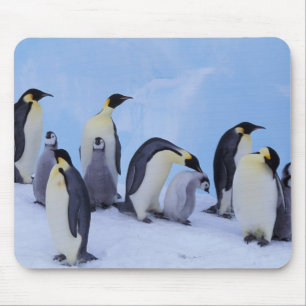 Antarctica, Emporer Penguins Mouse Pad