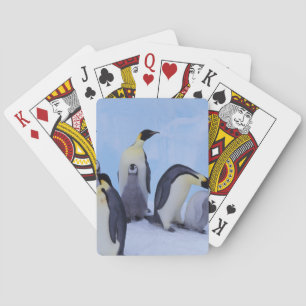 Antarctica, Emporer Penguins Playing Cards