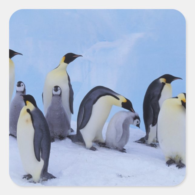 Antarctica, Emporer Penguins Square Sticker (Front)