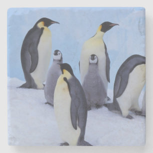 Antarctica, Emporer Penguins Stone Coaster