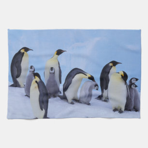 Antarctica, Emporer Penguins Tea Towel