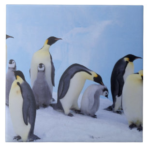 Antarctica, Emporer Penguins Tile
