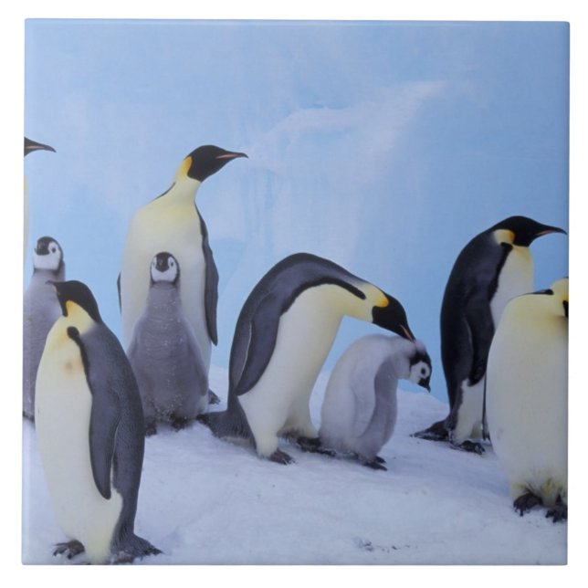 Antarctica, Emporer Penguins Tile (Front)