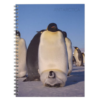 Antarctica, flock of penguins photo notebook