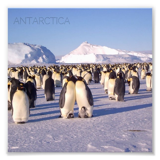 Antarctica, flock of penguins photo print (Front)