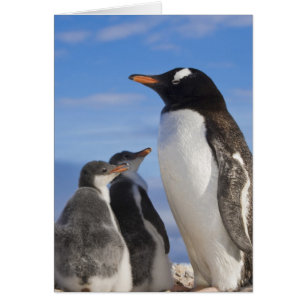 Antarctica, Neko Cove (Harbour). Gentoo penguin 2