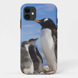 Antarctica, Neko Cove (Harbour). Gentoo penguin 2 iPhone 11 Case